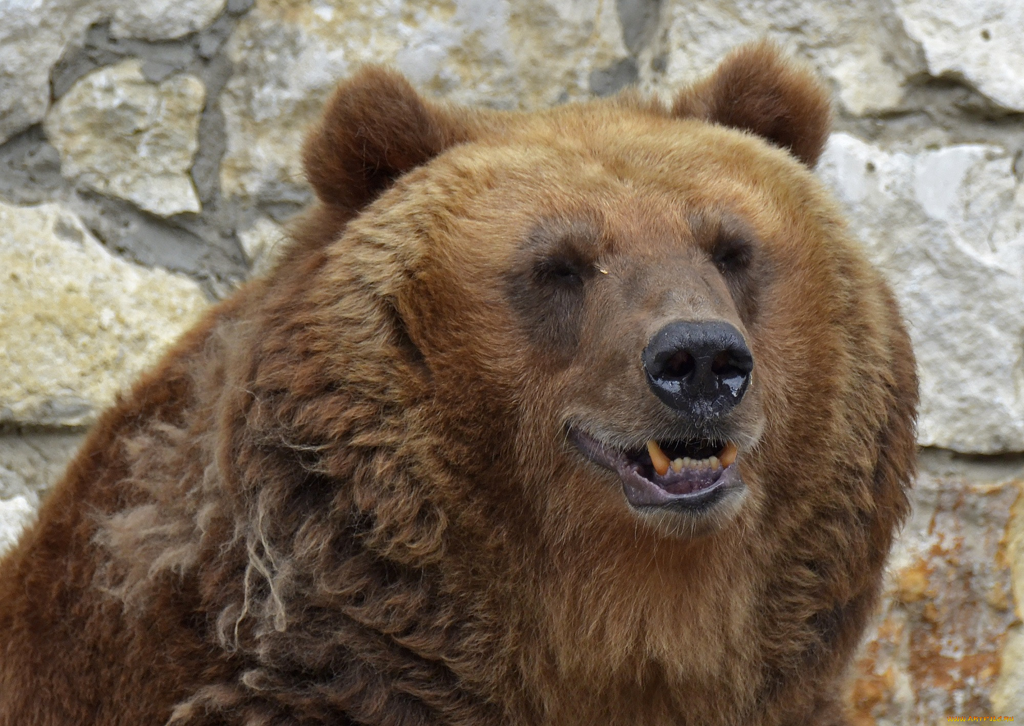 Медведь годы жизни. Медведи в Москве. Московский медведь. Сафари животные медведь. Жаркое лето медведь.